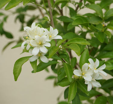 Murraya Paniculata (Orange Jasmine Plant)
